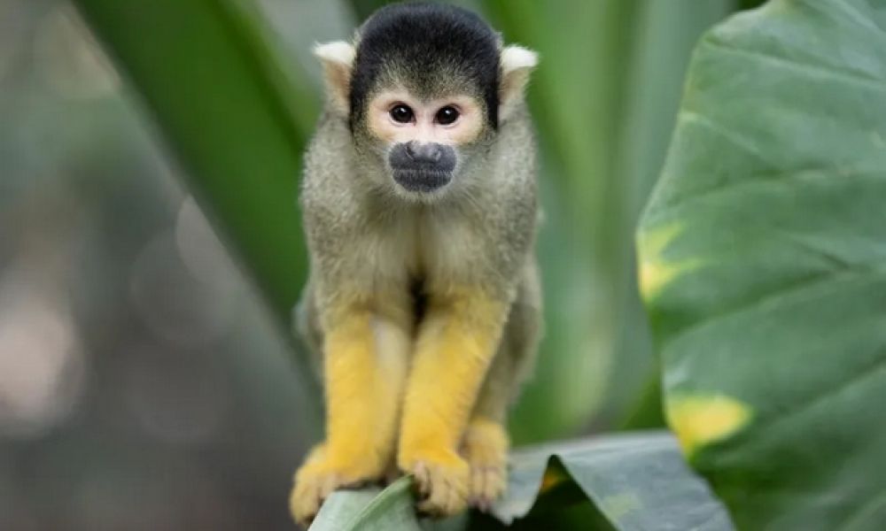 Séjour enfant primaire zoo Beauval 5.jpg