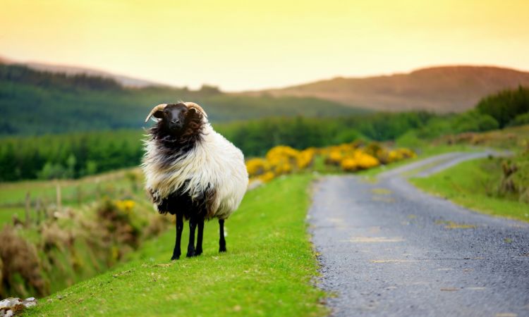 Irlande-mouton-Par-MNStudio-AdobeStock_211063737-scaled.jpeg