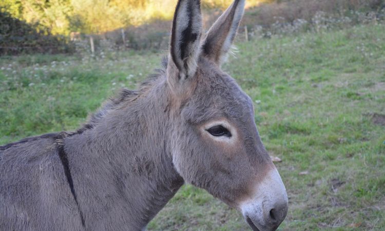 donkey-g9b2775c5a_1280.jpg