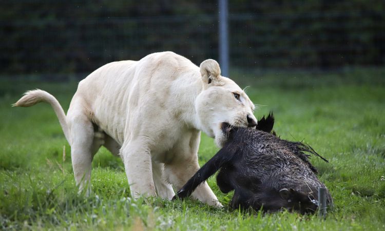 photo_lumigny_lion_blanc_cecile_garans.jpeg