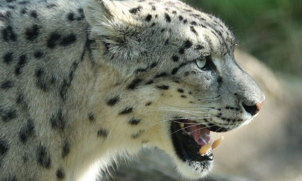 Séjour enfant primaire zoo Beauval 11.jpg