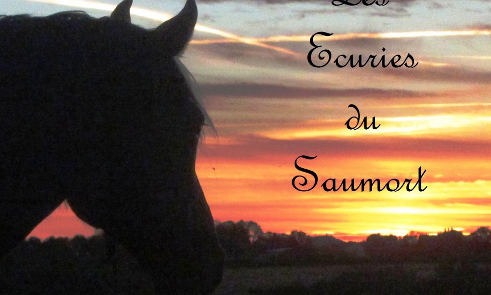 horse-sunset-ecuries-original.jpg