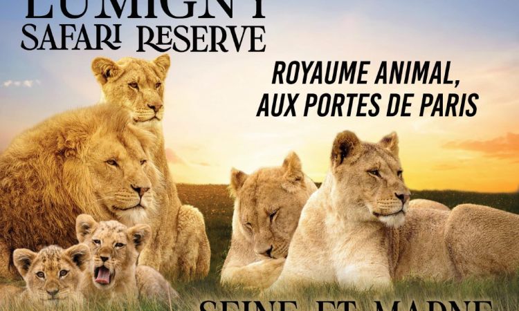affiche famille lions.jpg