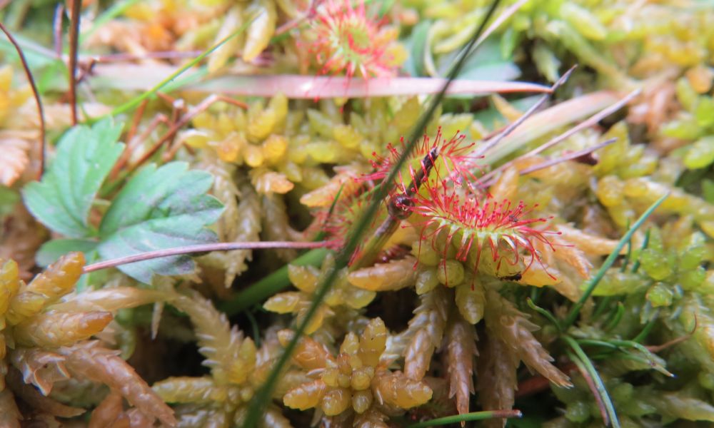 les plantes carnivore à iraty.JPG
