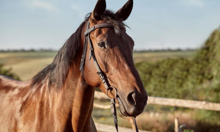 beau-cheval-brun-gros-plan-du-museau-look-mignon-criniere-fond-champ-course-corral-arbres-chevaux-sont-animaux-merveilleux_639032-566.jpg