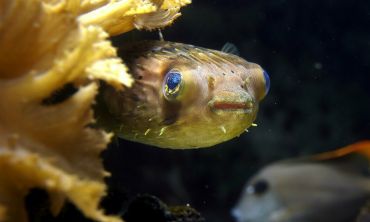 Vacances enfants : Activités enfants / famille Explorez le Grand Aquarium de Saint-Malo et ses 10 univers marins