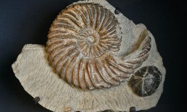 Séjours & vacances ados : Séjours culture et découverte Visites et activités au musée du vin de Champagne et d'Archéologie régionale