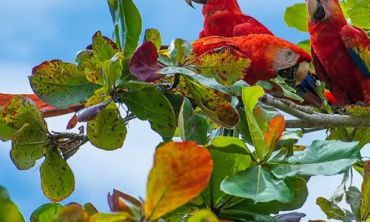 Vacances enfants : Cours particuliers chez le professeur Dépaysement et espagnol au Costa Rica