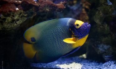 Séjours & vacances ados : Activités enfants / famille Visitez l'Aquarium Refuge de Limoges (Séjours culture et découverte)