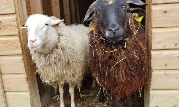 Séjours & vacances ados : France Matinée à la ferme 3-6 ans