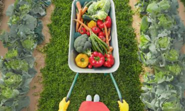 Séjours & vacances ados : Activités enfants / famille Cueillette de fruits et légumes à Thorigné Fouillard