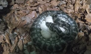 Vacances enfants : Juin Visite du Terrarium & Vivarium de Kerdanet (Séjours culture et découverte)