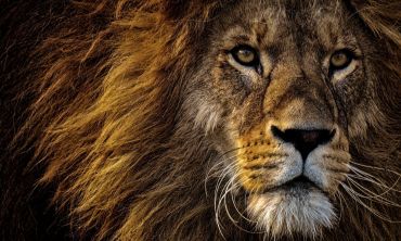 Vacances enfants : Octobre 2026 Safari Thoiry : Immersion sauvage aux portes de Paris