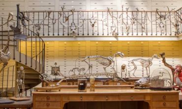 Vacances enfants : Séjours culture et découverte Visitez la Collection d'Anatomie comparée au MNHN (Séjours culture et découverte)