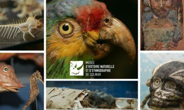 Vacances enfants : Séjours culture et découverte Visitez le Musée d’histoire naturelle et d’ethnographie de Colmar