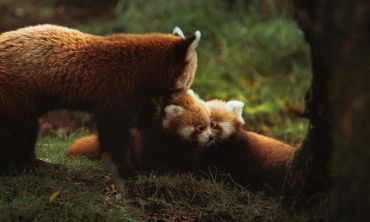 Séjours & vacances ados : Activités enfants / famille Visite des Terres de Nataé - Parc Animalier de Bretagne