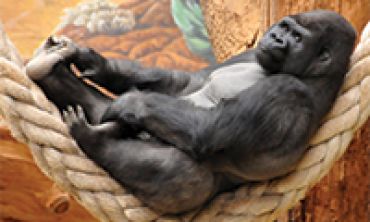 Séjours & vacances ados : Eté Visitez l'Espace Zoologique de Saint Martin la Plaine