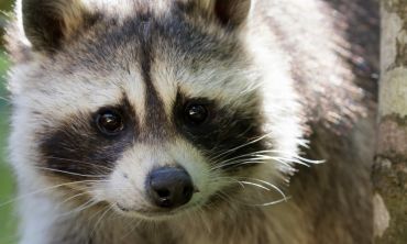 Séjours & vacances ados : Séjours éco-responsable Visite du Zoo de Pescheray (Activités enfants / famille)