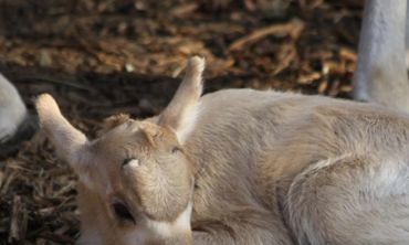 Vacances enfants : Février Visite du Zoo de Montpellier (Vacances en famille)