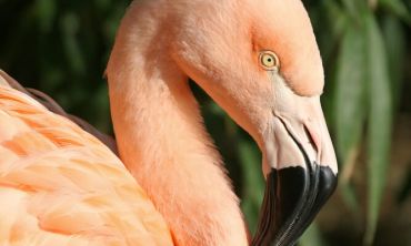 Séjours & vacances ados : Mars Visite du Parc des Oiseaux à Villars-les-Dombes