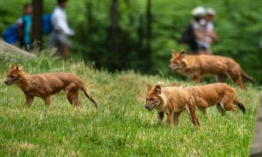 Vacances enfants : Séjours culture et découverte Visitez la Réserve zoologique de la Haute-Touche (Séjours culture et découverte)