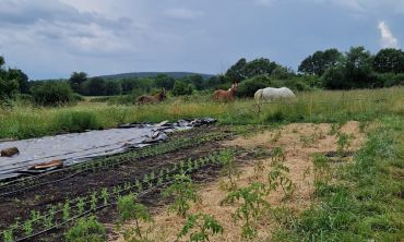 Séjours & vacances ados : Activités enfants / famille Balades à cheval et cueillette à La Ferme de Bouconne