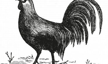 Séjours & vacances ados : Séjours culture et découverte Visitez l'Écomusée de la Bintinais à Rennes (Séjours culture et découverte)