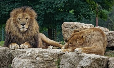 Vacances enfants : Mars Séjour au Domaine des Fauves avec nuit en lodge