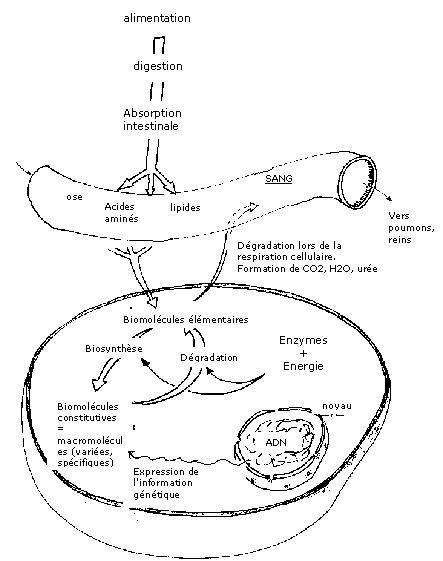 récepteurs à actvité enzymatique - Biologie cellulaire - Tutorat Associatif  Toulousain