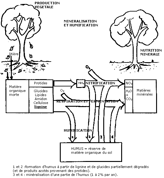 Sol minéral : définition et explications